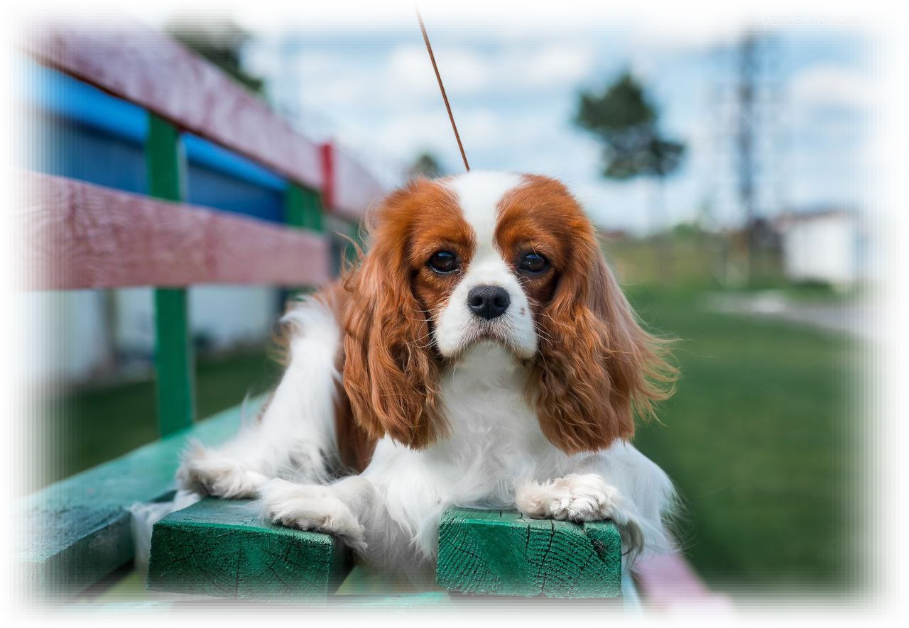 ERICA ROYAL SPANIEL 