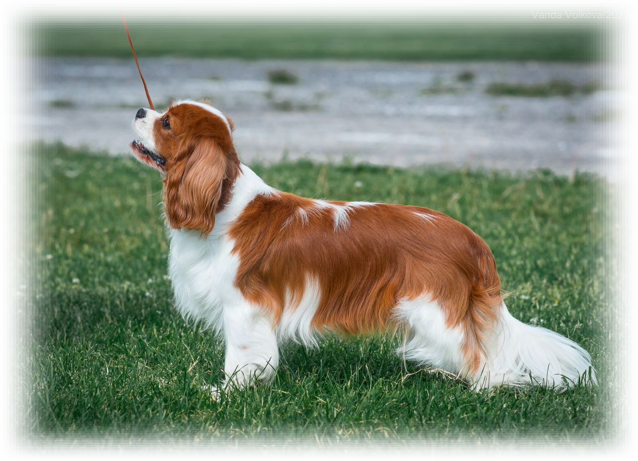 ERICA ROYAL SPANIEL 